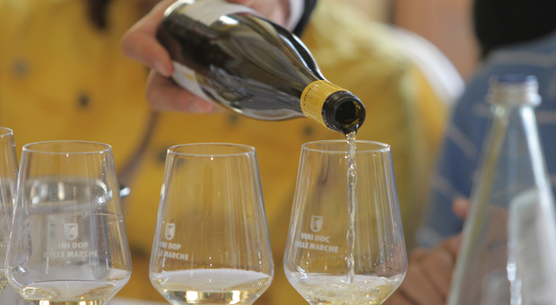 Coldiretti Ancona: la vendemmia 2018 porterà vini bianchi di grande qualità