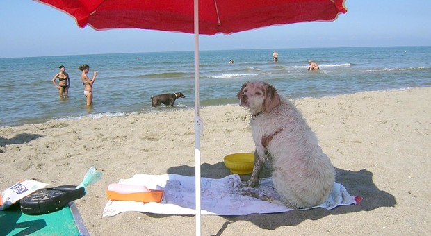 Salento al top, ma non per i cani: spiagge e lidi off limits