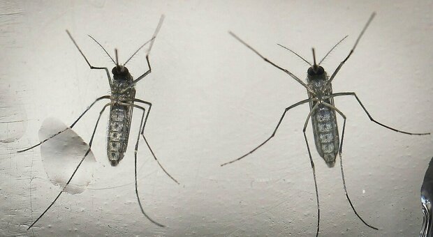 West Nile e Dengue nel veneziano: «Dovremo convivere con questi virus». Pazienti ricoverati in terapia intensiva