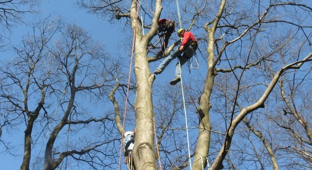 I tree climber, gli arrampicatori degli alberi