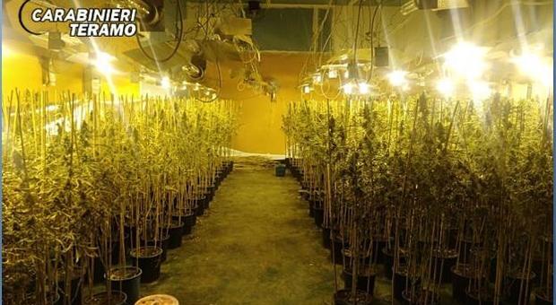 Capannone adibito alla coltivazione di Marijuana: arrestati due cinesi