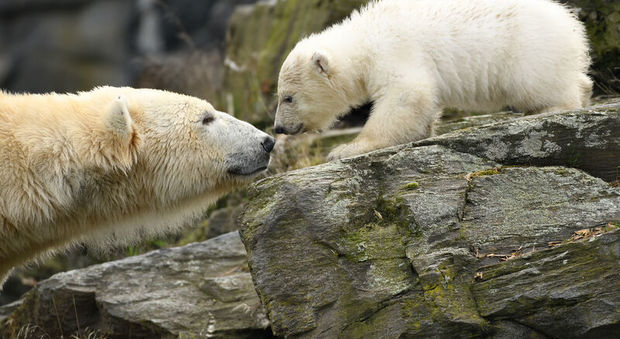 Un batuffolo di pelo bianco: a Berlino arriva l'erede dell'orsetto Knut