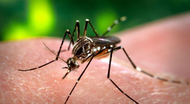 Febbre Dengue: due turisti infettati Ecco i loro spostamenti in zona
