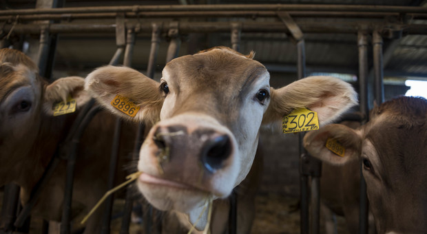 «Ho smarrito 15 mucche da latte», ma la verità era completamente un'altra