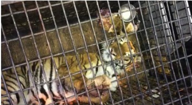Tigri da Latina alla Russia: tre persone arrestate e denuncia alla Procura