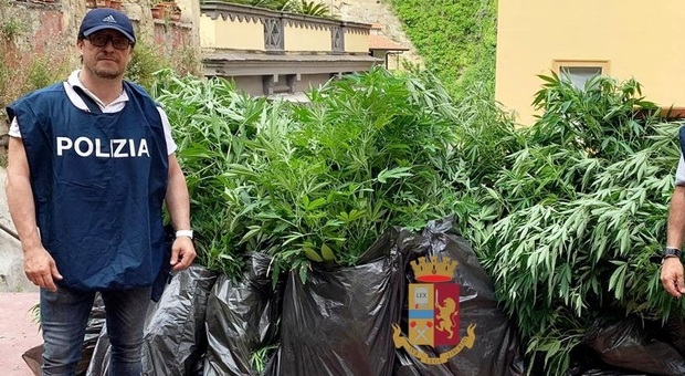 Napoli, una mini piantagione di marijuana scoperta su un terrazzo in via Tasso