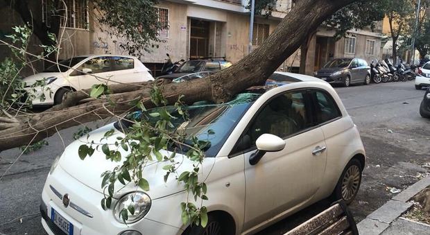 Auto danneggiata da un albero mercoledì alla Garbatella