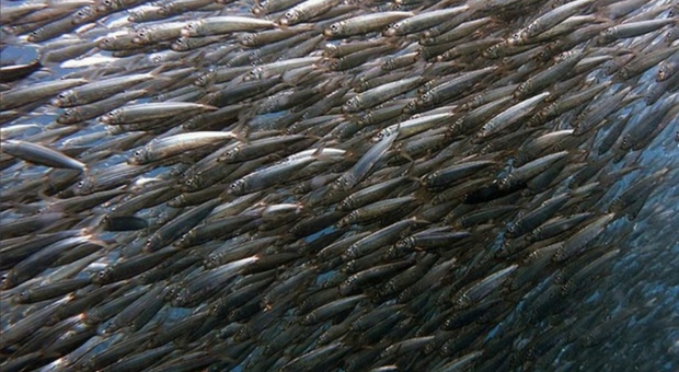 Le sardine diventano più piccole: colpa dei cambiamenti climatici