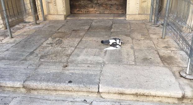 Strage di piccioni, allarme nel centro storico di Lecce