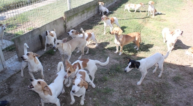 Blitz dei veterinari: trovati 57 cani stipati in un appartamento