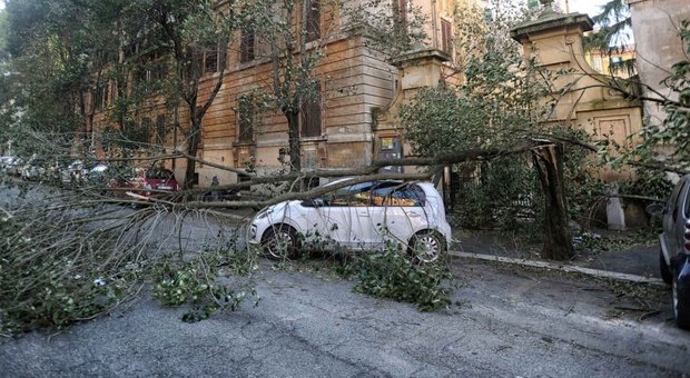 Roma, alberi killer: il dossier finisce in Procura