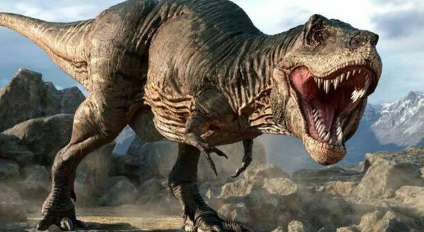 T-rex intelligente come un babbuino: ricerca (contestata) sfata il mito del dinosauro più temuto