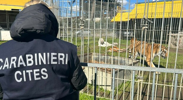 Napoli, mutilazione permanenti su tigri