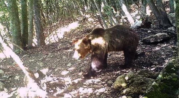 L'orso M49 in fuga, immortalato da una fototrappola: è nei boschi della Marzola