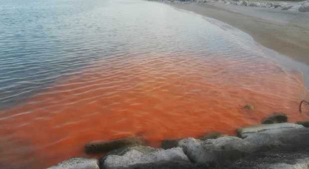 Pesaro, la riva del mare si tinge di arancione: colpa di alghe e caldo anomalo