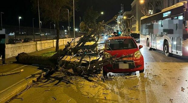 Bari, albero crolla su un'auto in transito, lievi ferite per gli occupanti. Paura per il forte vento in città