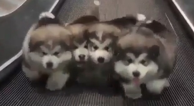 I 4 cuccioli che camminano sul tapis roulant fammi impazzire il web: «Quasi 2milioni di visualizzazioni in poche ore»