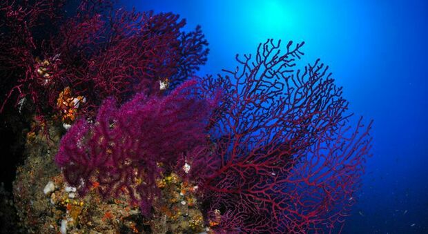 Mediterrano troppo caldo, gorgonie e alghe coralline rischiano di scomparire