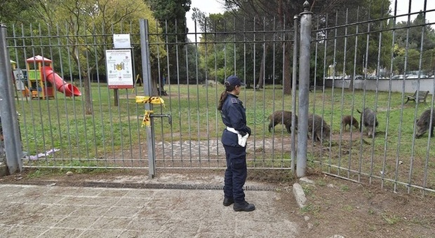 Roma, cinghiali nel parco giochi a Prati: arriva la Municipale, area chiusa. Nessuno riesce a catturarli