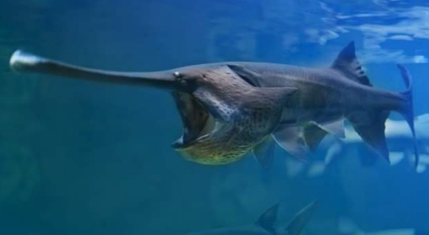 Dichiarato estinto il Pesce spatola cinese (immagine pubblicata da Unilad)