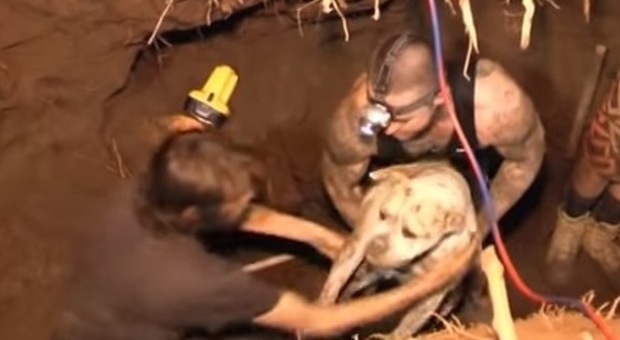 Il cane intrappolato sotto terra per tre giorni: tutta la città si unisce per salvarlo
