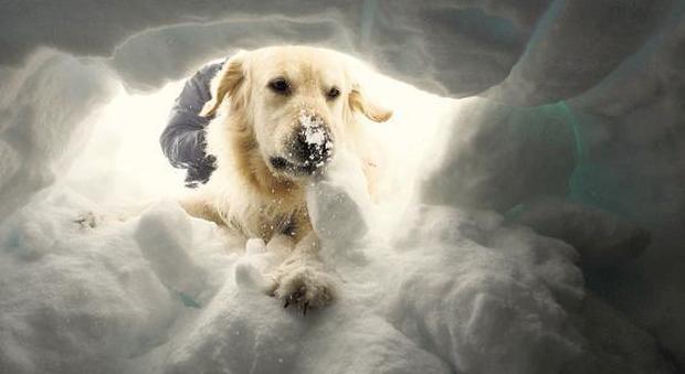 Usa, cade nella neve, il suo cane lo salva abbaiando per 20 ore e riscaldandolo con il corpo