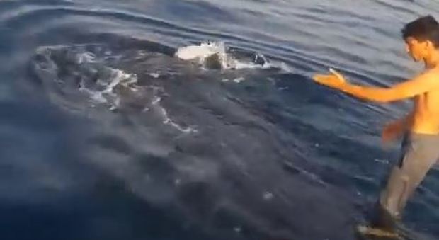 Iran, due ragazzi fanno surf sul dorso di uno squalo balena