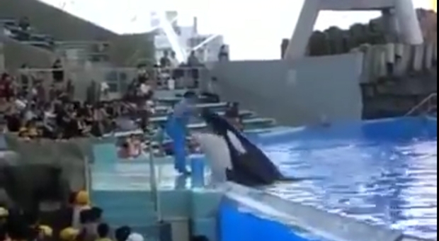 Orca tenta di mordere l'addestratore al delfinario giapponese (video pubblicato da Creature del Mare Onlus)