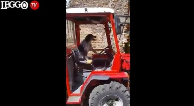 "C'è un cane alla guida del trattore", e il video dal Cilento diventa virale -Guarda