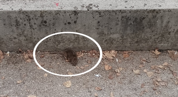 Il topo a scuola a Sacile