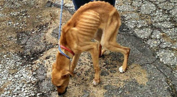 Cane ridotto a pelle e ossa salvato dall'Enpa