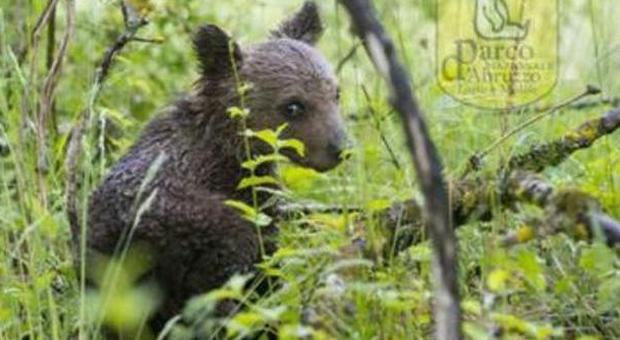 Orsetto trovato solo e affaticato nel Parco Nazionale d'Abruzzo: si cerca la mamma