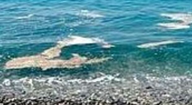 Con il caldo tornano le alghe in Puglia. L'Arpa: «Ecco come evitare i pericoli»