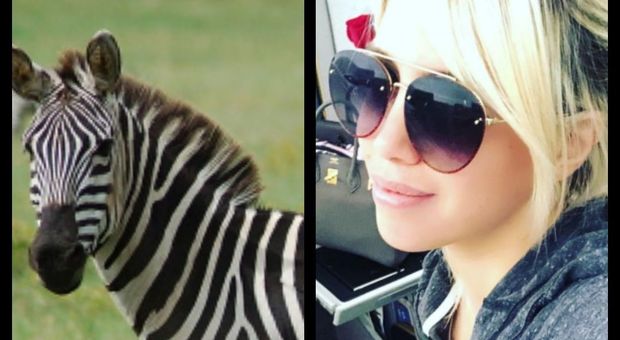 Wanda Nara posta una zebra e sui social si scatenano fantasie di mercato