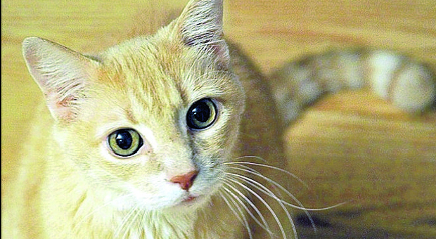 Terre Roveresche, colpi di carabina contro un gatto: «Non è un caso isolato»