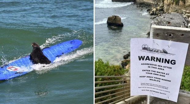 La lontra di mare è l'incubo dei surfisti: «Ruba le tavole e aggredisce i bagnanti» VIDEO