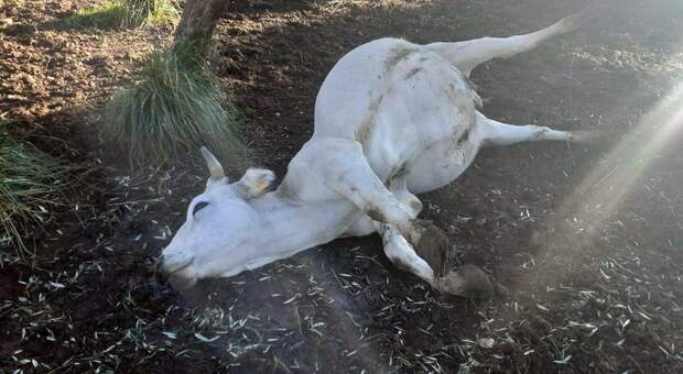 Tre mucche uccise e un toro ferito a colpi di pistola sulle colline sopra Formia