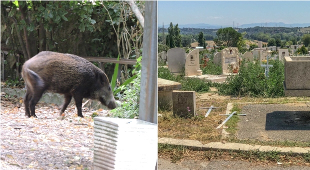 Cinghiali tra le tombe, allarme al cimitero di Prima Porta: «Erba sradicata e danni alle lapidi»
