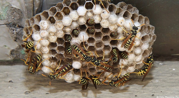Invasione di mosche e vespe: scatta la disinfestazione urgente nelle aree verdi