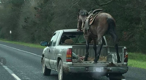 Il cavallo trasportato sul pick up. (immagine pubblicata da Ivy e Non solo Animali)