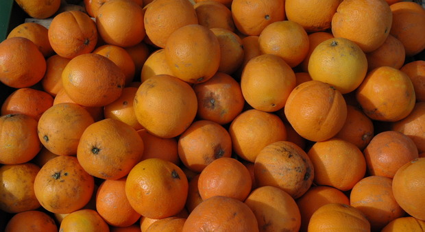 Pesaro, vende arance e carciofi senza licenza: maxi multa da 5mila euro