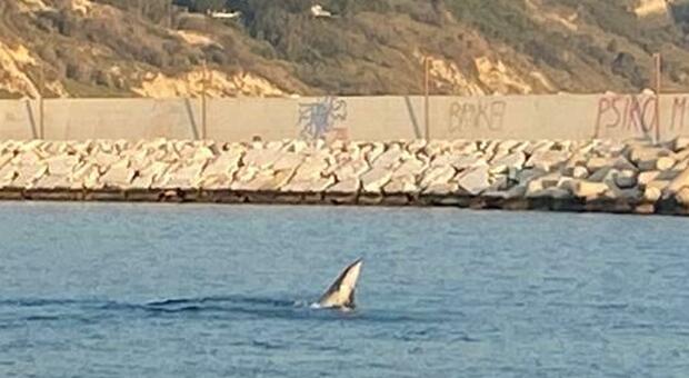 Spettacolo al porto, tutti ad ammirare la danza del delfino nella nuova darsena