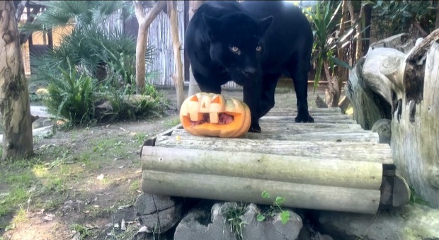 Halloween allo Zoo di Napoli tra animali spaventosi e caccia alla zucca