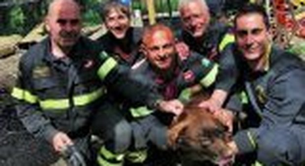 Sepolto da una frana, cane salvato dai vigili del fuoco
