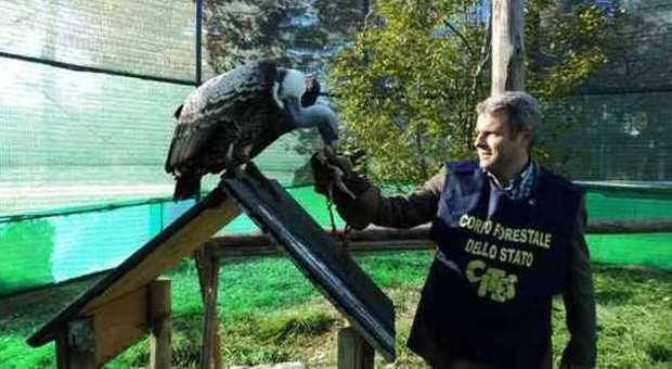 La Forestale salva un avvoltoio Era atterrato nel giardino di una villa