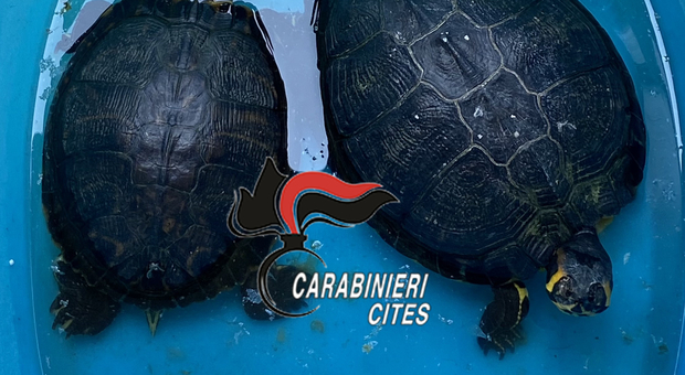 Napoli, a spasso nella Pignasecca con due grandi tartarughe: multa da tremila euro