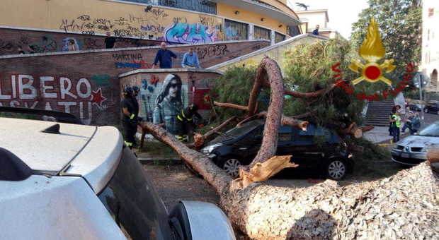 Roma, un pino si abbatte su due auto in sosta. Nessun ferito