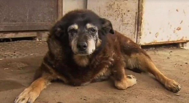 Maggie, il cane più vecchio al mondo, morto a 30 anni: "Passeggiava ancora da sola"