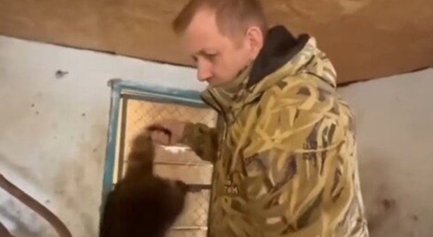 Ucraina, anche un procione dello zoo di Kherson diventa bottino di guerra: «Ridatecelo per 10 soldati russi»