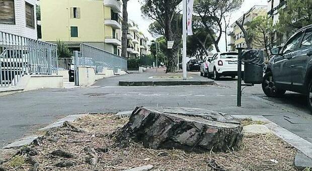 Benevento, pini sequestrati: diffida e polemiche sulla manutenzione